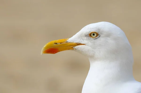 Closeup Beautiful Seagull Shore Sandy Beach — Stock Photo, Image