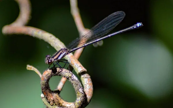 Macro Shot Dragonfly Branch — Stock Photo, Image