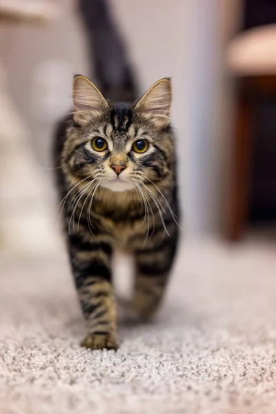 Odada Halıda Yürüyen Bir Kedinin Dikey Yakın Çekimi — Stok fotoğraf
