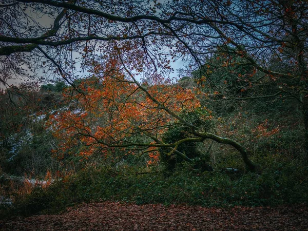 Ein Baum Mit Bunten Blättern Park Und Grünen Pflanzen Und — Stockfoto