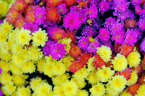 Eine Nahaufnahme Von Einem Strauß Bunt Blühender Dahlienblüten Hellem Licht — Stockfoto
