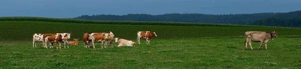 Eine Rundumaufnahme Von Kühen Auf Einer Grünen Weide — Stockfoto