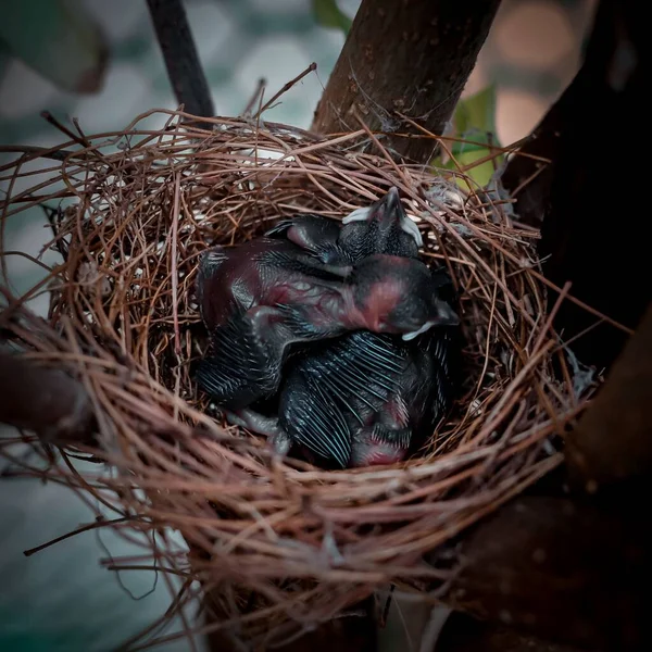 Primer Plano Nido Con Robins Americanos Recién Nacidos Turdus Migratorius —  Fotos de Stock