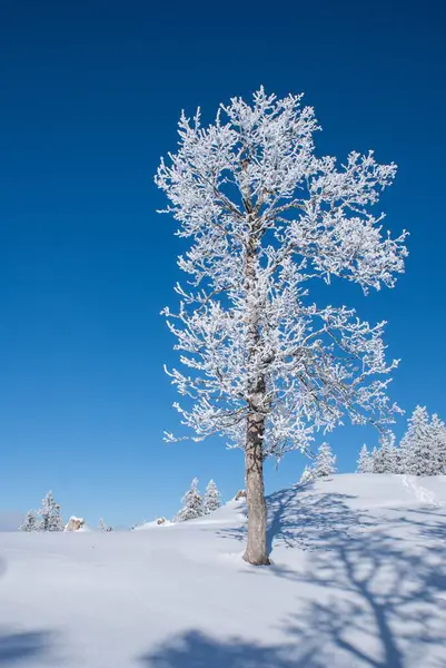 Mavi Gökyüzünün Altındaki Beyaz Karlı Bir Alanda Çıplak Donmuş Bir — Stok fotoğraf