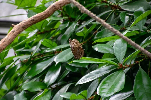 Метелик Неопе Сидить Свіжому Яскраво Зеленому Листі Тропічної Рослини Парку — стокове фото