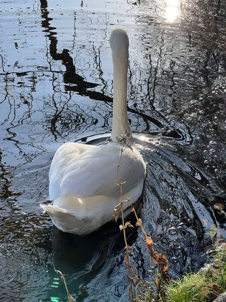 一只白天鹅在湖中游泳的垂直镜头 — 图库照片