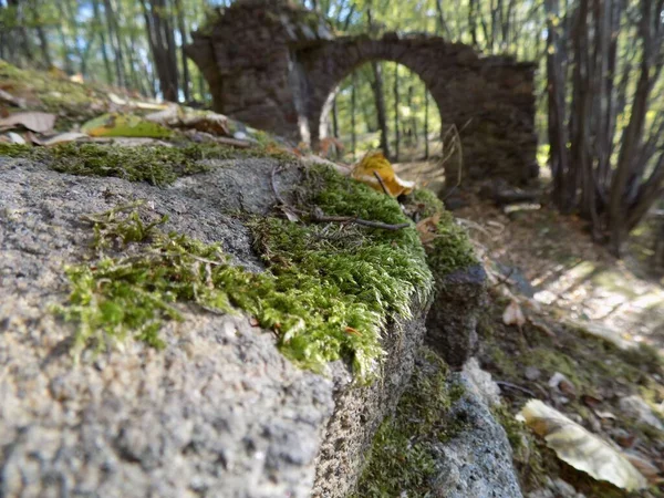 Primer Plano Pequeña Hierba Verde Que Crece Piedra Con Arco — Foto de Stock