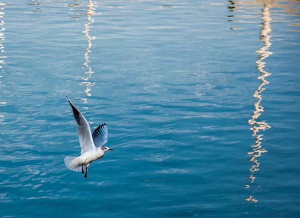 一只美丽的海鸥飞过一条河 — 图库照片