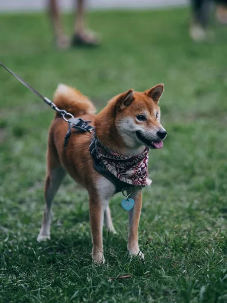 Eine Vertikale Aufnahme Des Niedlichen Shiba Hundes Mit Leine Namensschild — Stockfoto