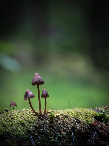 Eine Vertikale Nahaufnahme Von Kleinen Waldpilzen Die Aus Einem Bemoosten — Stockfoto