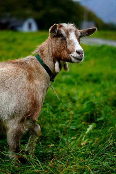 Vertical Shot Cute Domestic Goat Field Blurred House Background — Stock Photo, Image