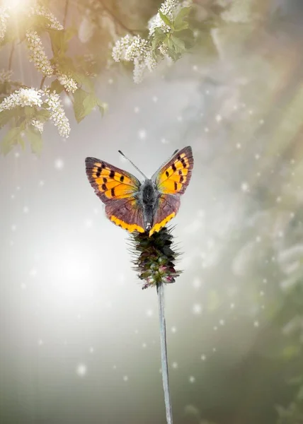 在中午的阳光照射下在植物上的一种鳞翅目蝴蝶的垂直镜头 — 图库照片