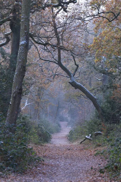 英国伯明翰森林中的一条小径在大雾天气中垂直拍摄的照片 — 图库照片