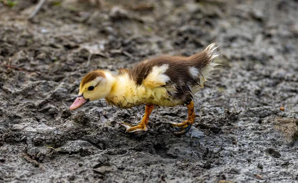 Closeup Shot Muddy Duckling — Stock Photo, Image