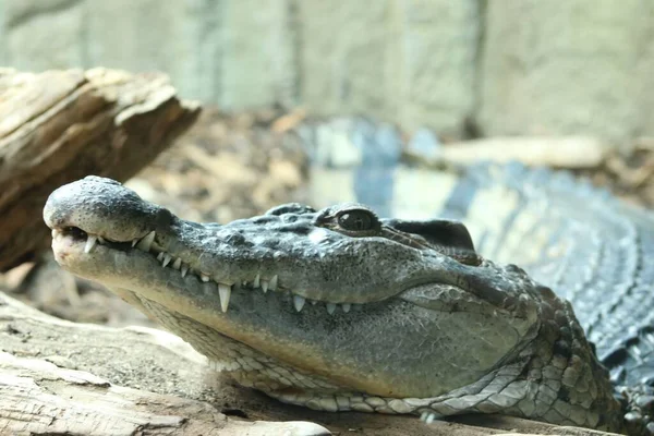 Crocodilo Descansando Sobre Fundo Borrado Uma Gaiola Zoológico Durante Dia — Fotografia de Stock