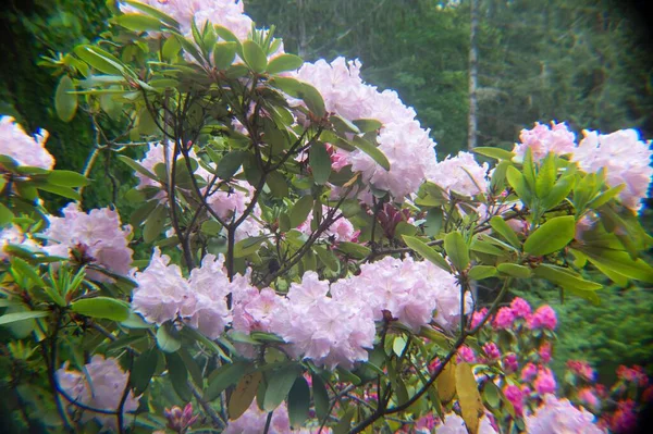 Primer Plano Flores Rosadas Del Presidente Roosevelt Rhododendron Con Hojas —  Fotos de Stock