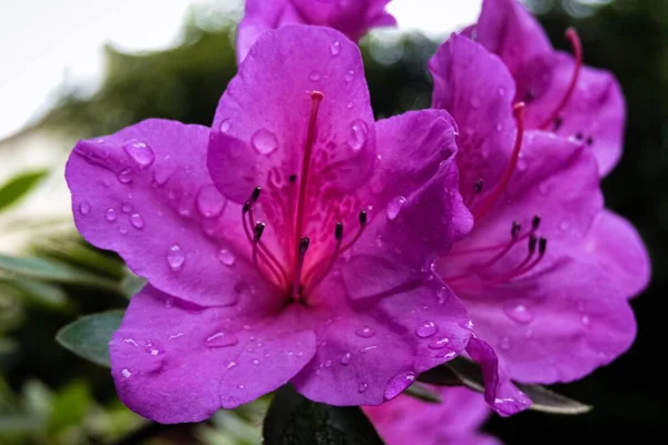 A selective color of Azalea flowers with waterdrops
