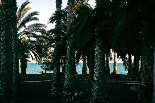 Les Troncs Palmiers Capturés Contre Une Plage Des Îles Canaries — Photo