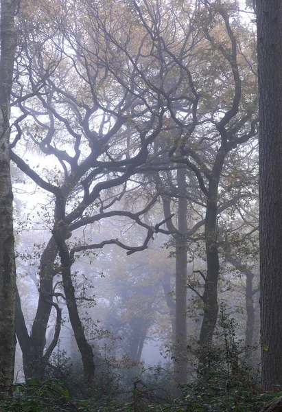 Vue Verticale Sentier Dans Une Forêt Birmingham Royaume Uni Par — Photo