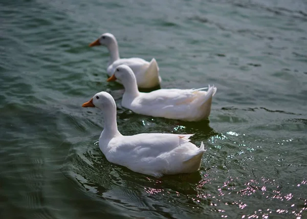 Gros Plan Sur Des Canards Nageant Dans Lac Parc Aspire — Photo