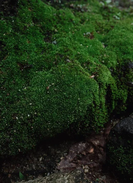 Μια Κάθετη Κοντινή Λήψη Μιας Πέτρας Καλυμμένης Πράσινα Φύλλα — Φωτογραφία Αρχείου