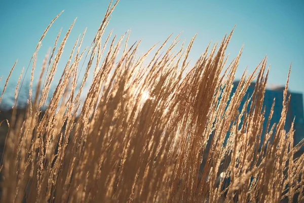 Красивый Осенний Пейзаж Высокой Золотой Травой Поле Солнечный День Голубым — стоковое фото
