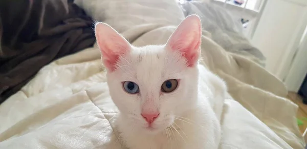 奇妙な目をした白いカオマニー子猫 ヘテロームと猫 — ストック写真