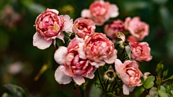 Eine Nahaufnahme Von Rosa Gartenrosen Die Freien Wachsen — Stockfoto