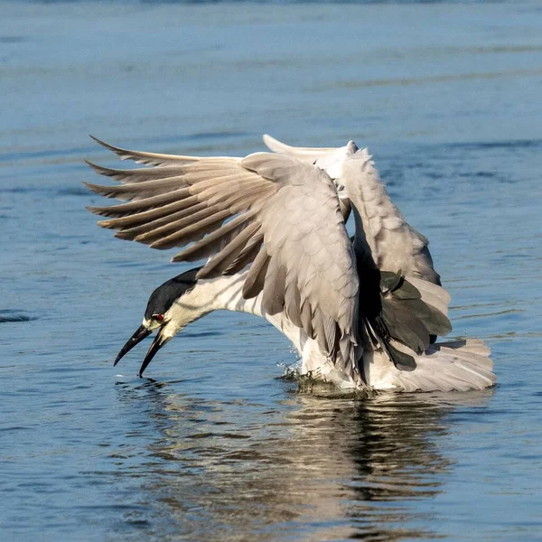 在水中抖动的翅膀中 一只黑冠夜鹭 的特写 — 图库照片