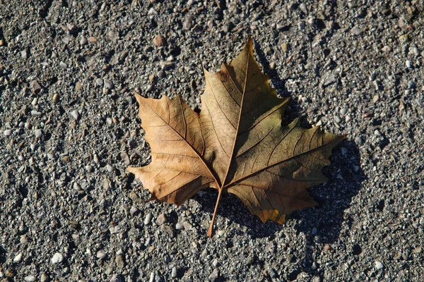 Крупный План Осеннего Листа Земле — стоковое фото