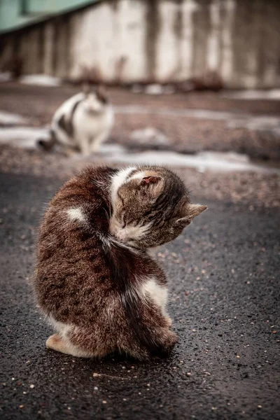 Vertikální Záběr Nadýchané Kyperské Kočky Felis Catus Sedící Asfaltu Olizující — Stock fotografie