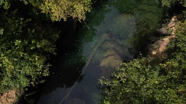 Воздушный Беспилотник Видом Упавшего Ствола Дерева Реке Протекающей Через Деревья — стоковое фото