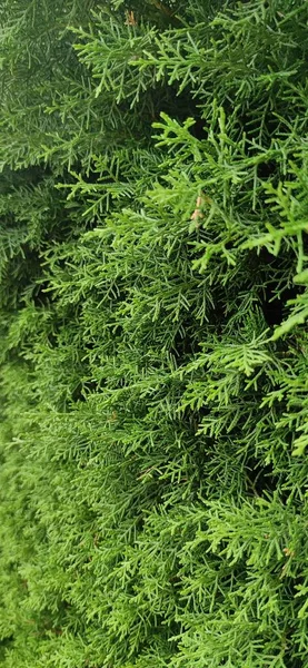 緑の小枝を持つトゥヤの植物の閉鎖 — ストック写真