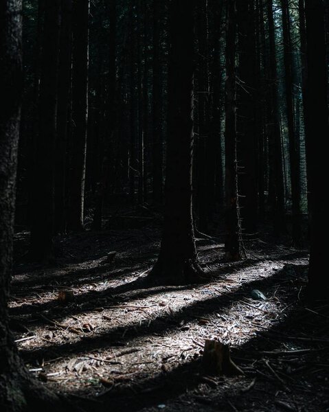 A vertical shot of a dark forest with sun rays