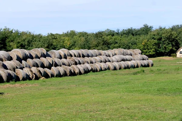 Row Stacked Hay Bales Green Field Countryside — Stock Photo, Image