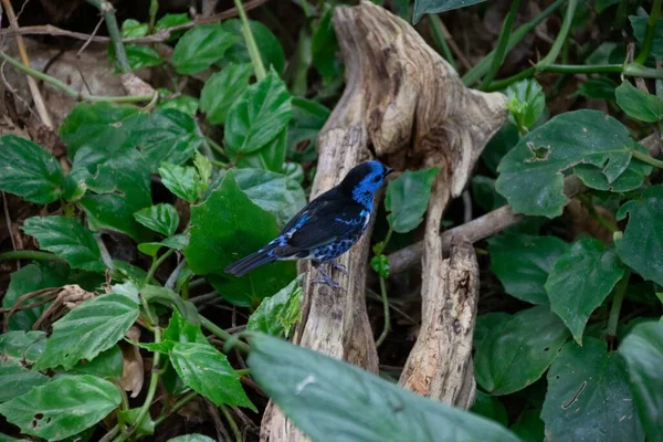 Primer Plano Melífero Tánger Morado Rama Del Árbol Con Hojas —  Fotos de Stock