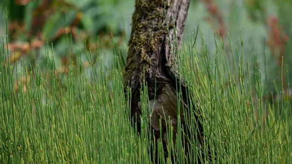 緑の芝生の苔むした木の幹 — ストック写真