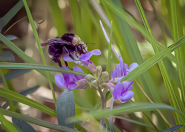 Gros Plan Bourdon Sur Pétale Violet Marais Fleur Pois Dans — Photo