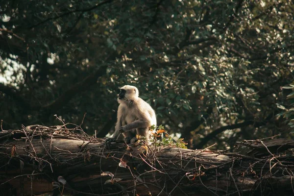 Ένα Κοντινό Πλάνο Ενός Macaque Που Κάθεται Ένα Σπασμένο Κλαδί — Φωτογραφία Αρχείου