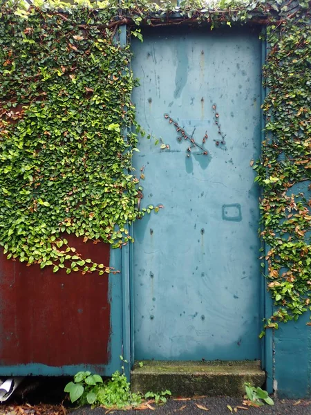 Вертикальный Снимок Сельской Металлической Голубой Двери Пышными Листьями Растения Окружающего — стоковое фото