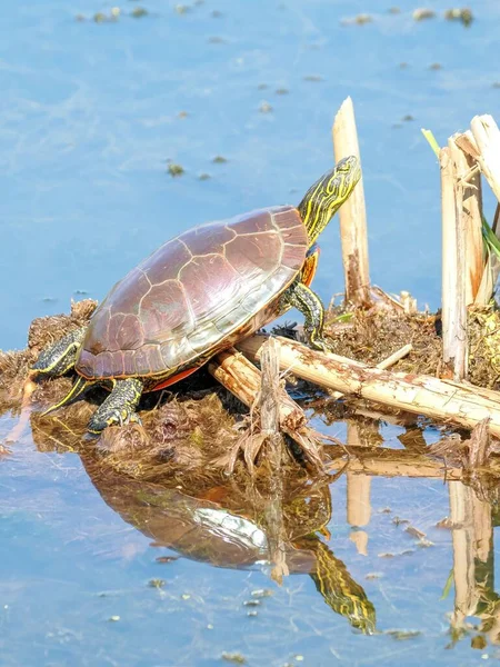 一只乌龟在水面上的垂直镜头 — 图库照片
