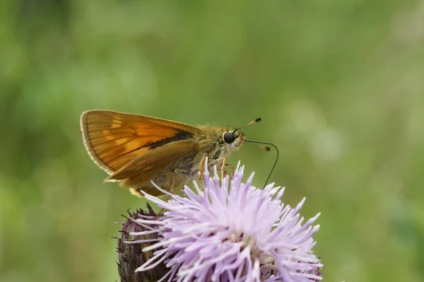 Closeup Ochlodes Sylvanus European Large Skipper Butterfly — Stock Photo, Image