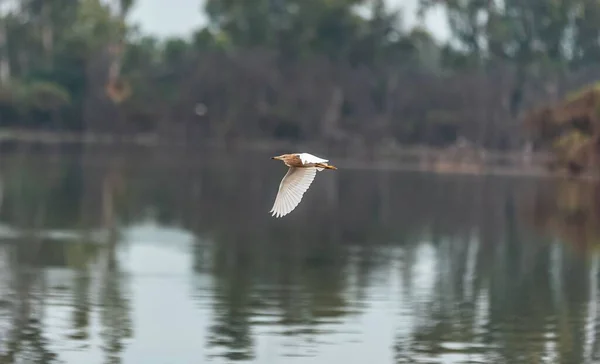 Close Shot Squacco Heron Flying Its Wide Open Wings — Stock Photo, Image