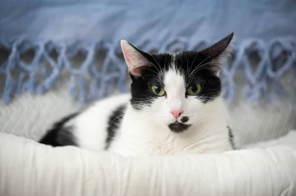 黑白相间的斑点猫的特写镜头 — 图库照片
