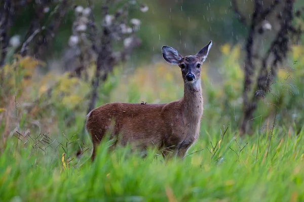 Scenic View White Tailed Deer Standing Green Grass Rainy Day — Stock Photo, Image