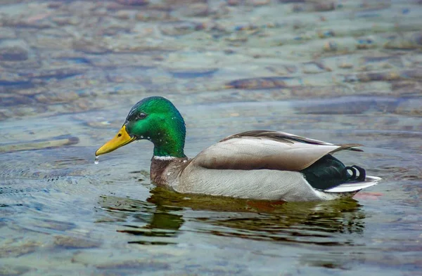 Une Belle Vue Sur Canard Nageant Dans Lac — Photo