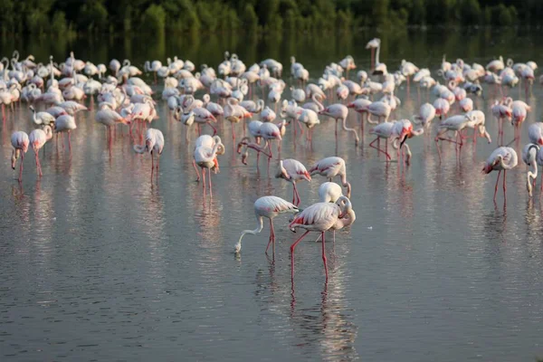 Eine Große Schar Hellrosa Flamingos Watet Einem Teich — Stockfoto