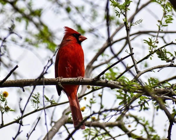 Gros Plan Cardinal Rouge Nord Sur Une Branche Arbre Entourée — Photo