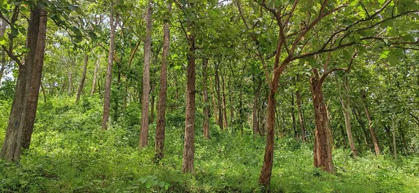 Friedliches Grünes Terrain Mit Begrünten Bäumen — Stockfoto