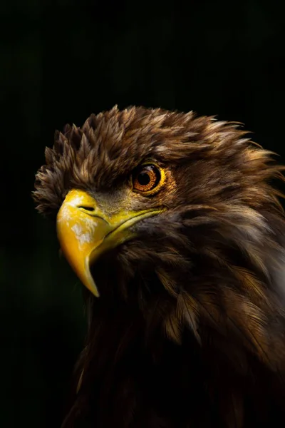 A vertical shot of an eagle isolated on a black background